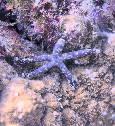 Multipore Sea Star
