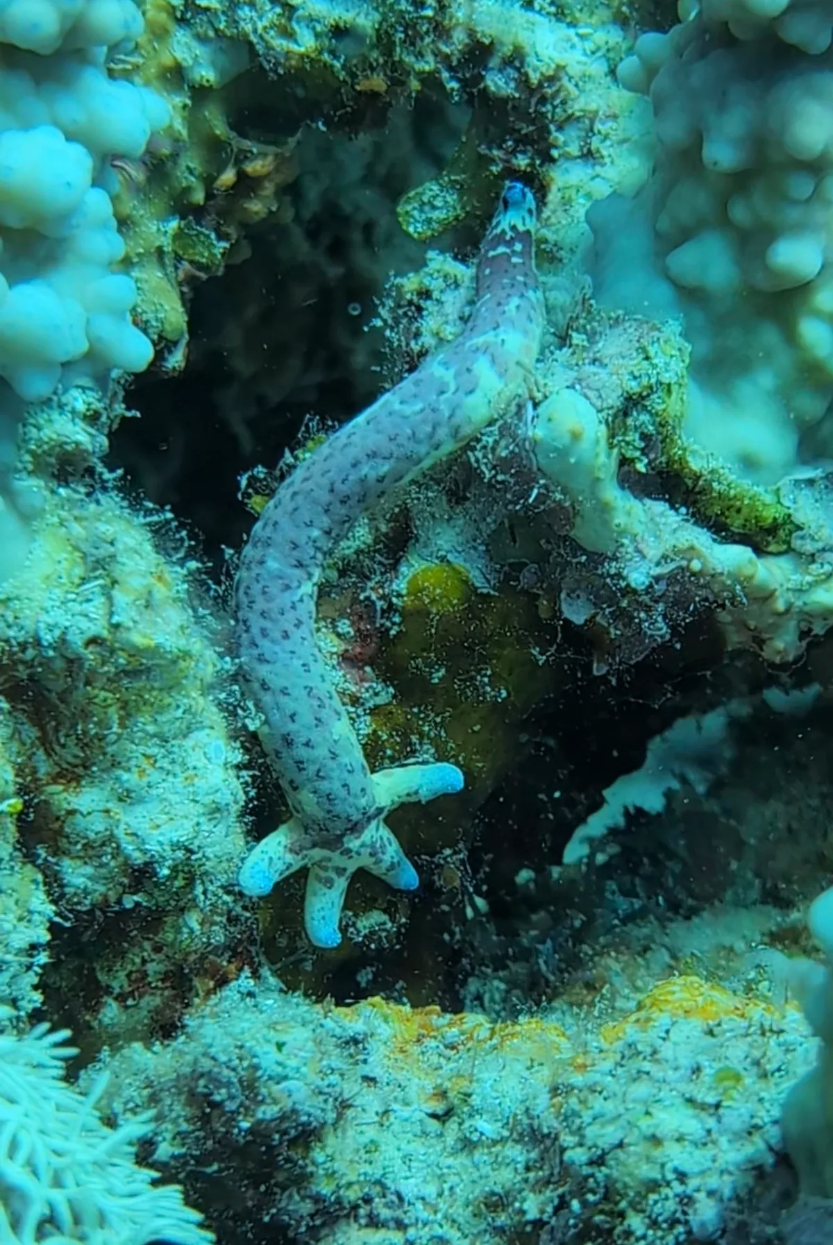 Multipore Sea Star