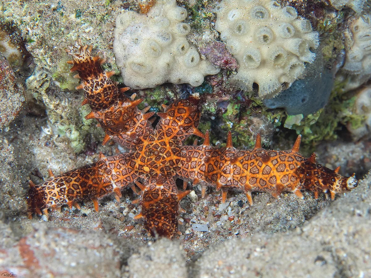Nail Starfish - Mithrodia clavigera
