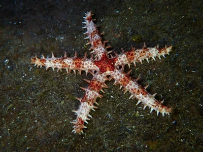Mithrodia clavigera