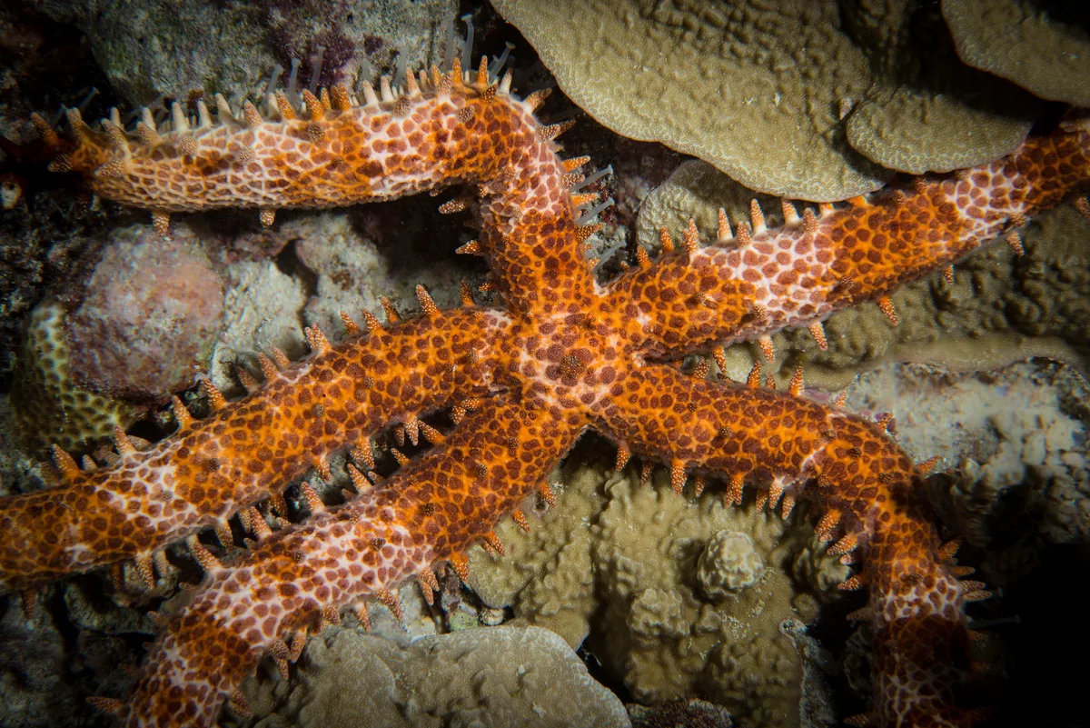 Nail Sea Star (Mithrodia clavigera)