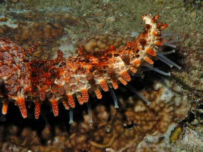 Mithrodia clavigera