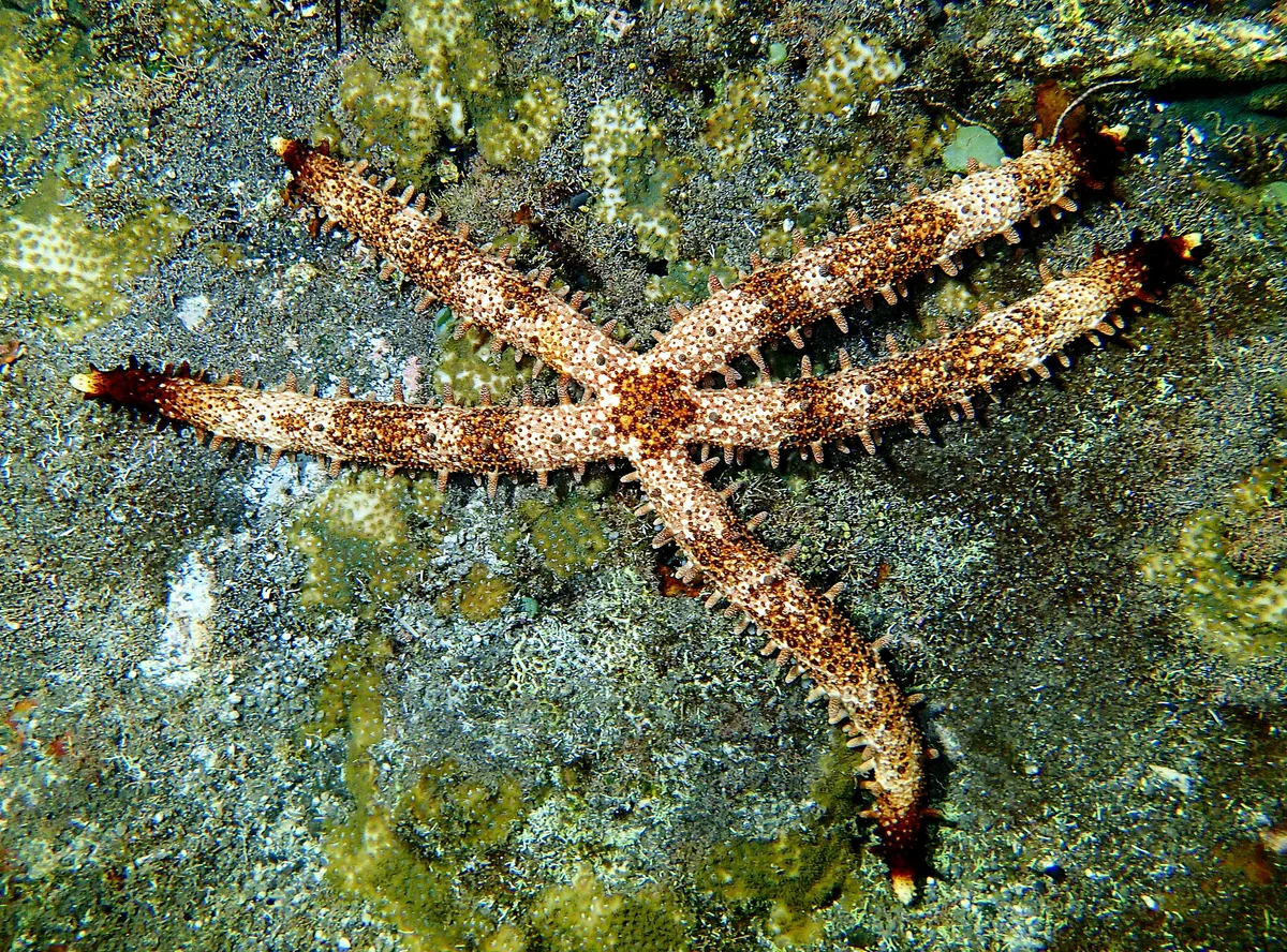 Mithrodia clavigera