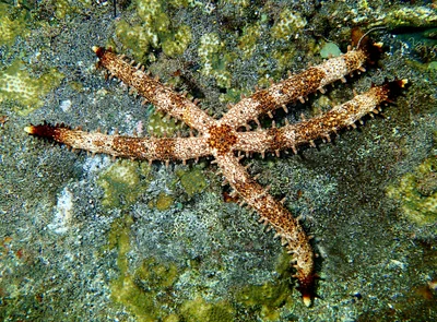 Mithrodia clavigera