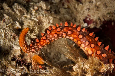 Old Club Sea Star: Mithrodia clavigera
