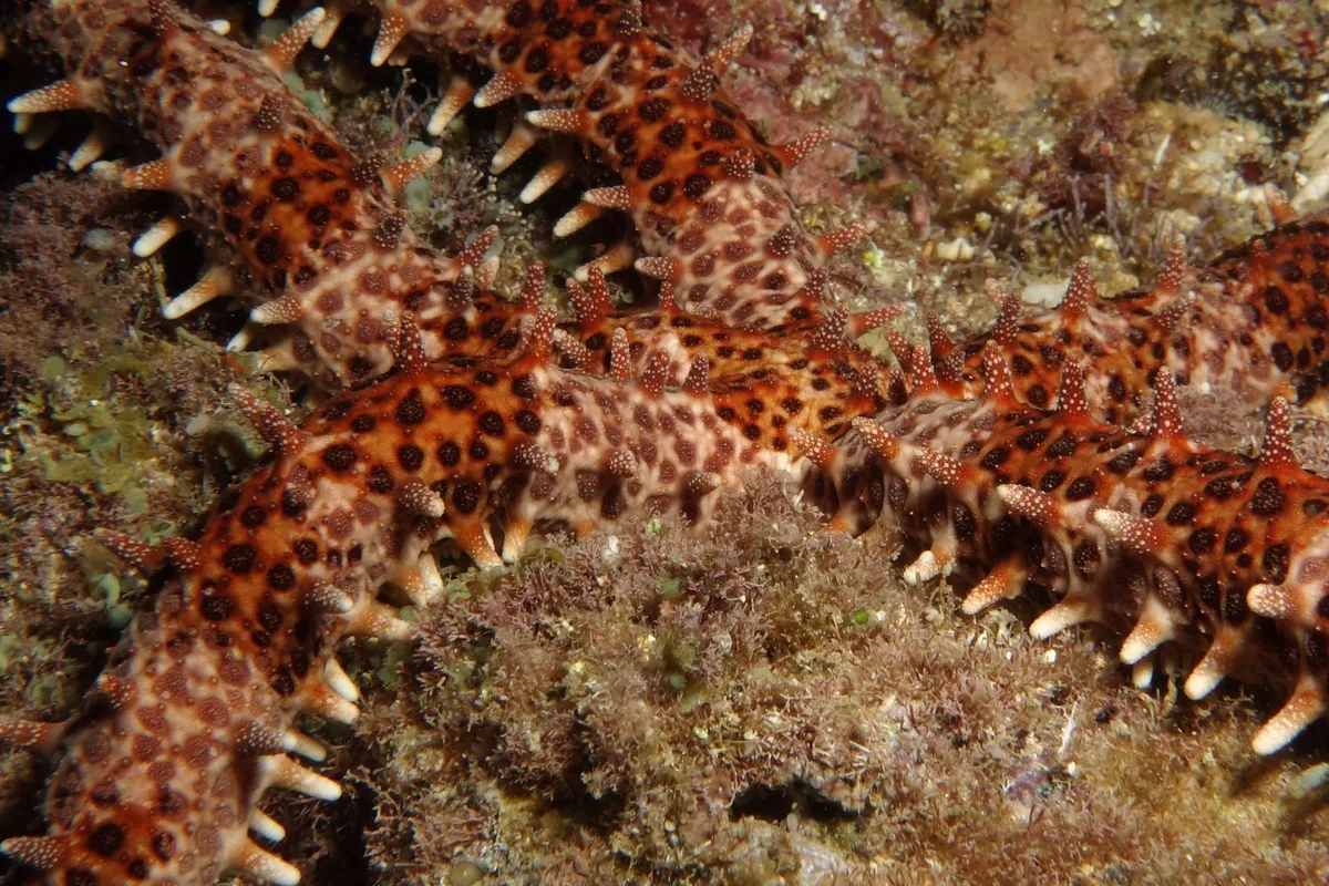 Mithrodia clavigera (Lamarck, 1816)