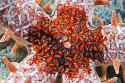 Mithrodia clavigera