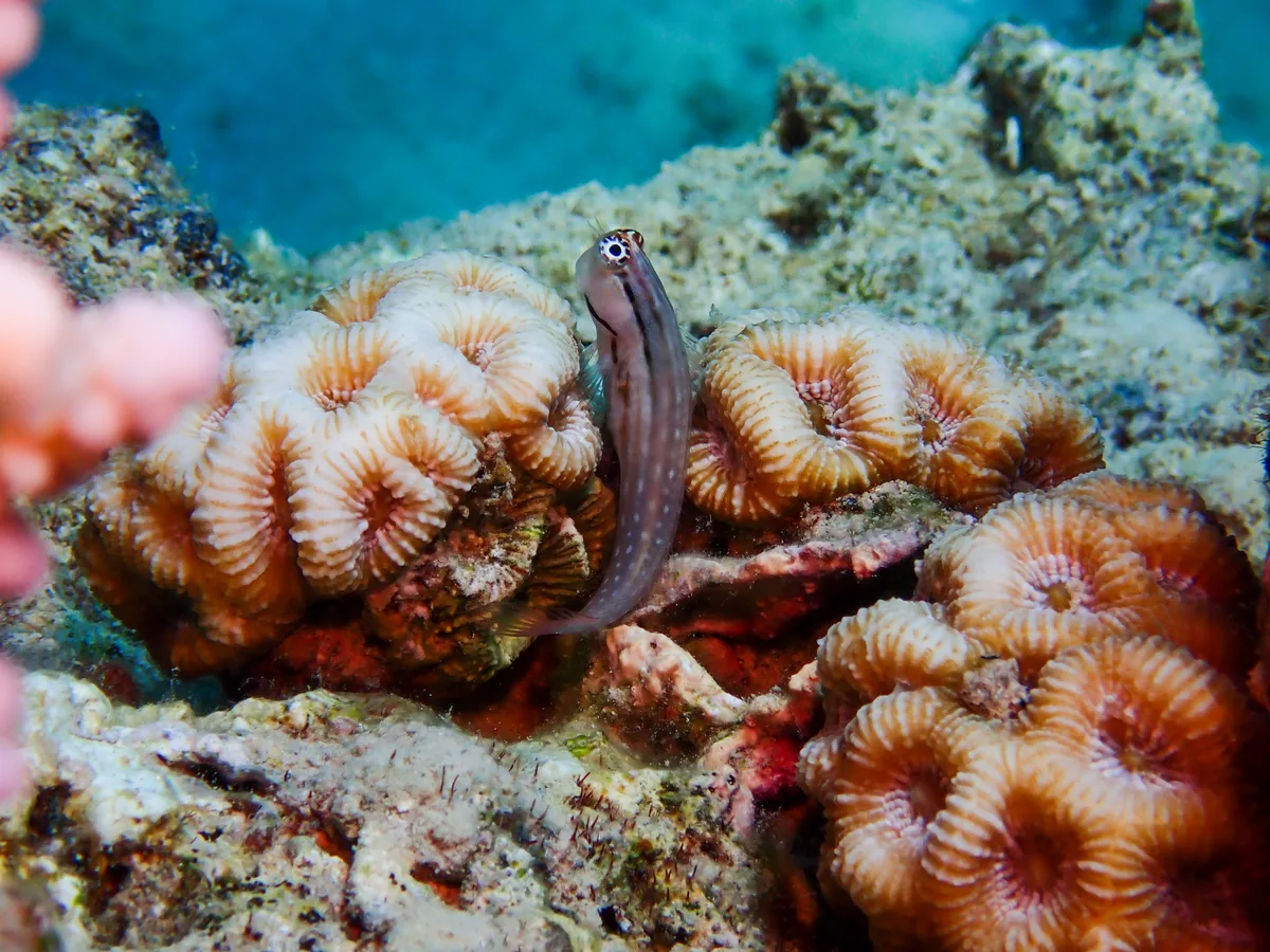 Nalolo blenny