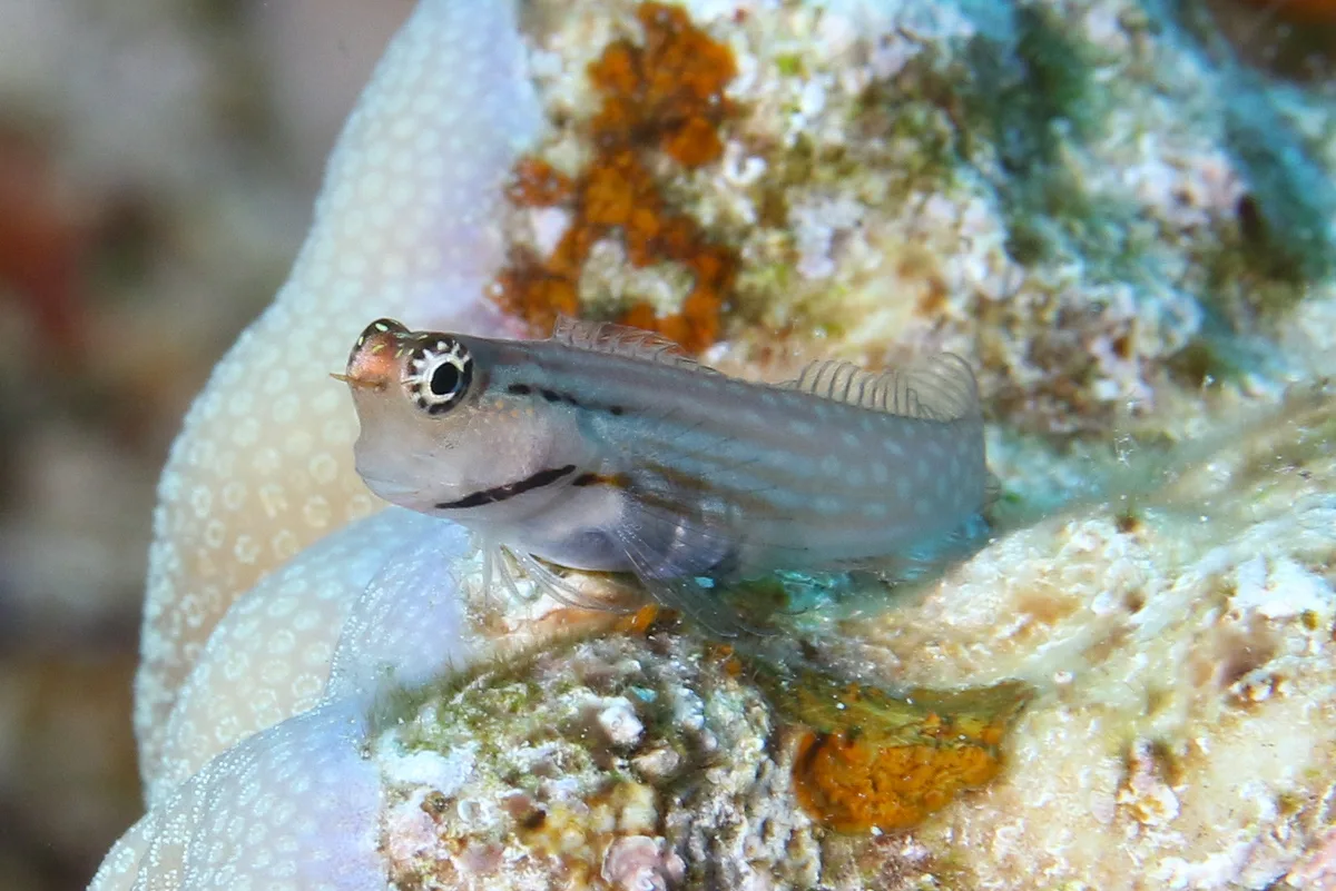 Nalolo Blenny