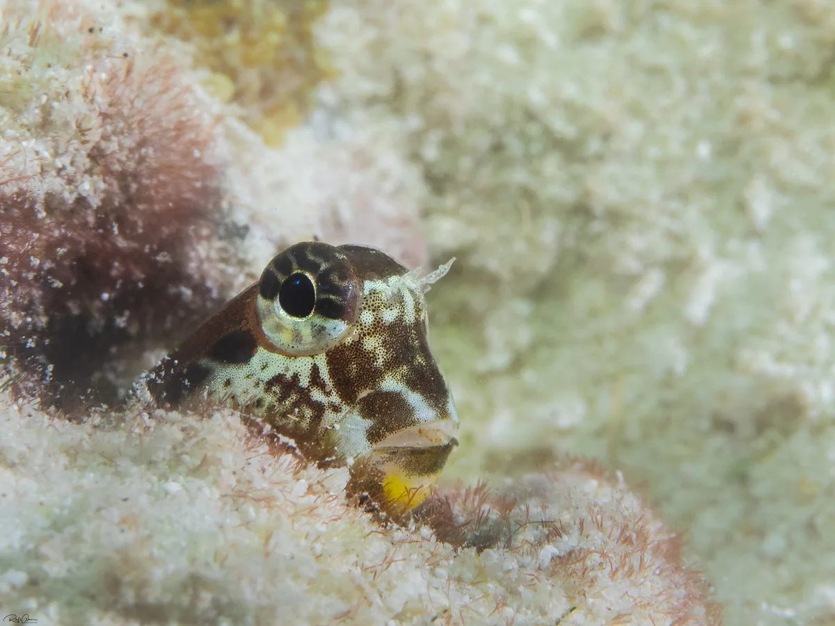 Nalolo Blenny - Ecsenius nalolo