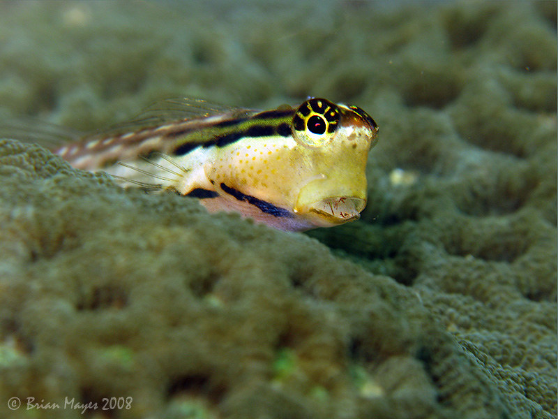 Nalolo Blenny (Ecsenius nalolo)