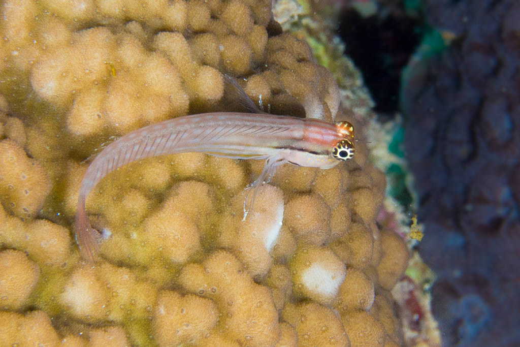 Nalolo Blenny