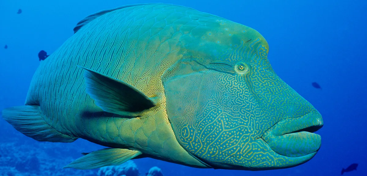 Napoleon Wrasse