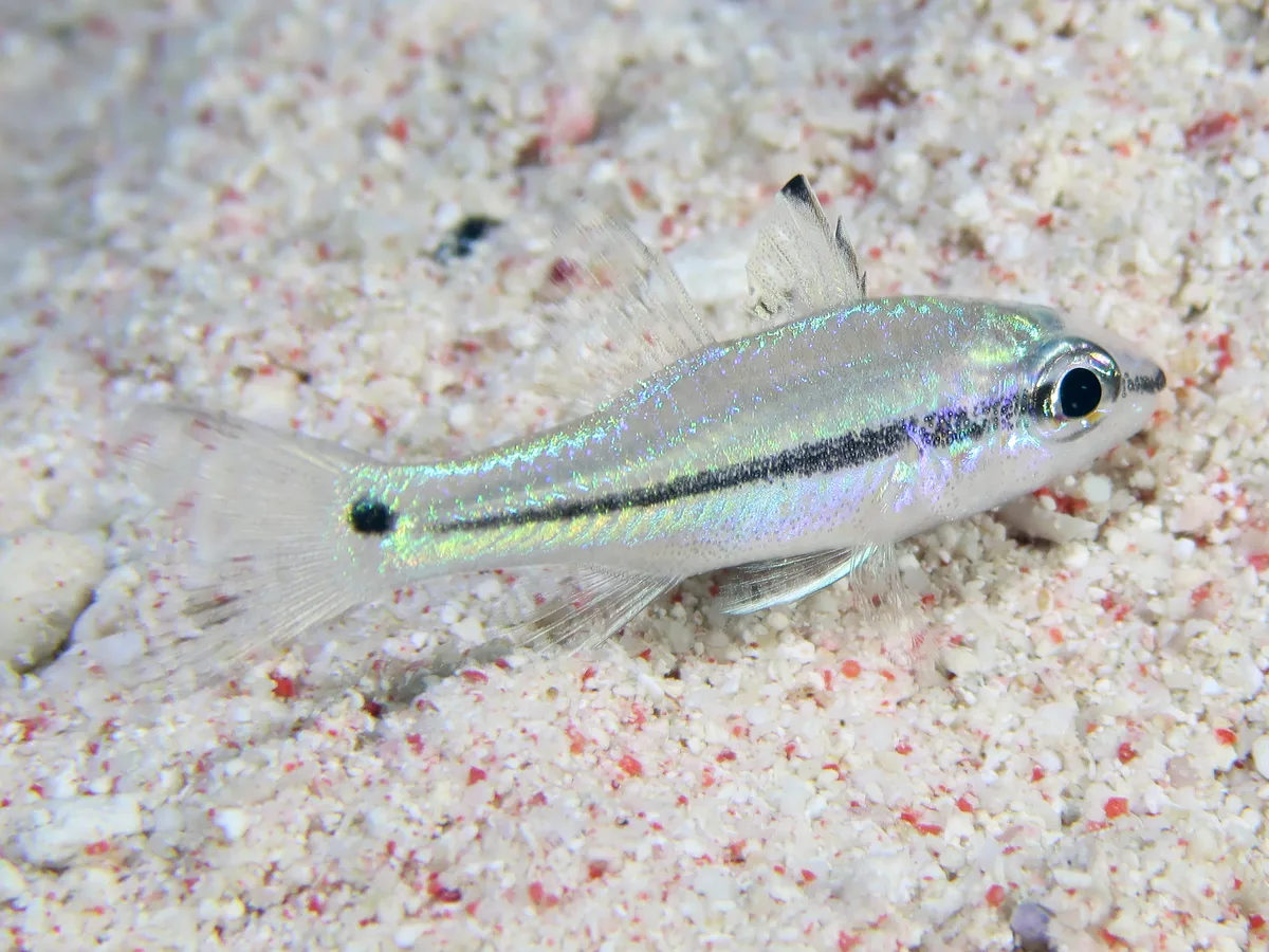 Apogonidae_Pristiapogon_exostigma_IMG_9006_2018_08_10_Dangerous_Reef_Night