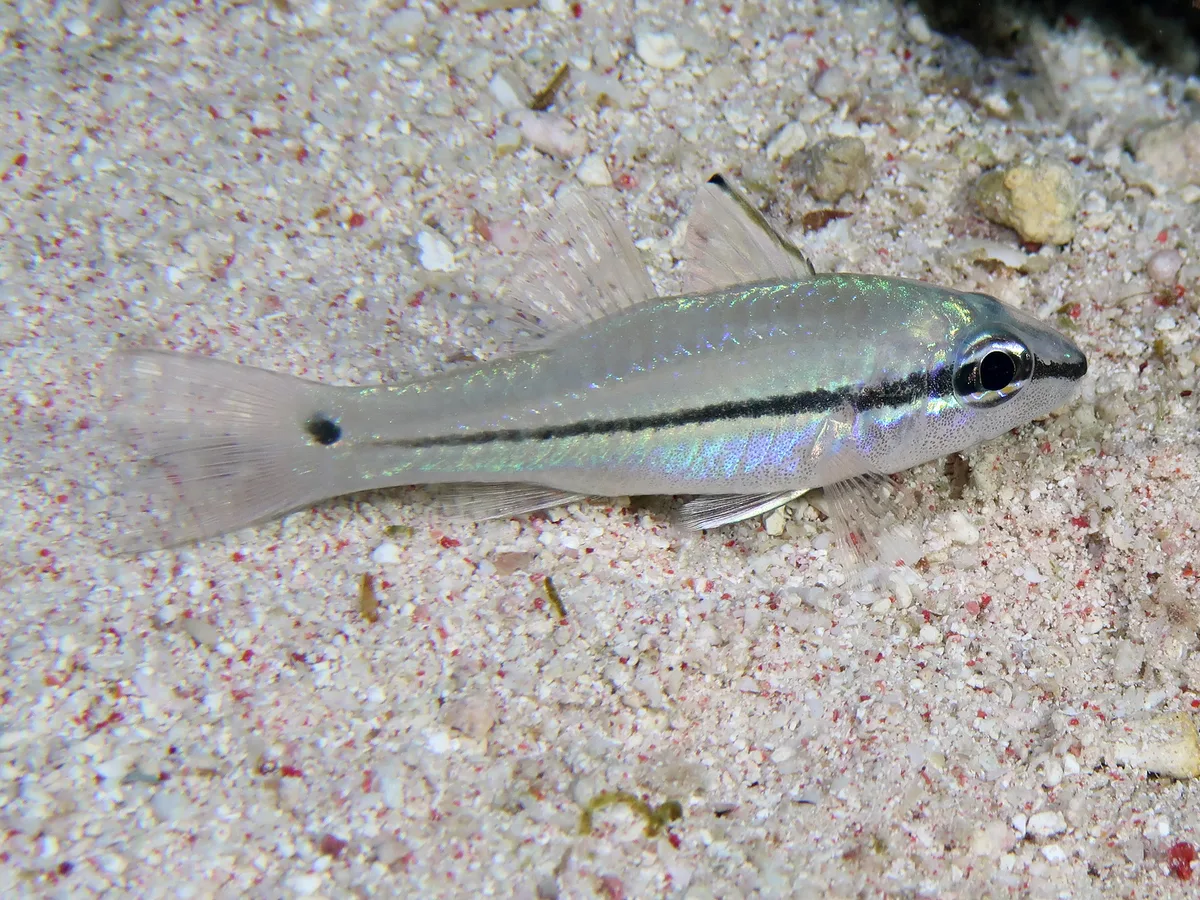 Apogonidae_Pristiapogon_exostigma_IMG_9009_2018_08_10_Dangerous_Reef_Night
