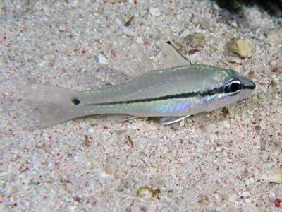 Apogonidae_Pristiapogon_exostigma_IMG_9009_2018_08_10_Dangerous_Reef_Night