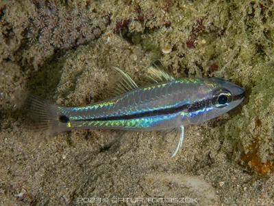 Pristiapogon exostigma