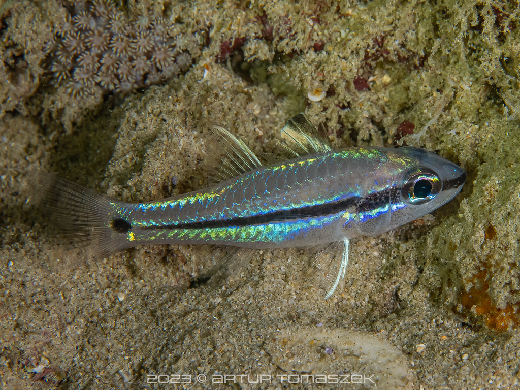Pristiapogon exostigma