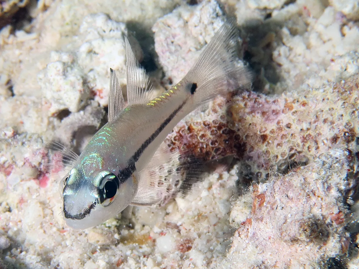 Apogonidae_Pristiapogon_exostigma_IMG_9457_2018_08_11_Mother_of_Pinacles_Night