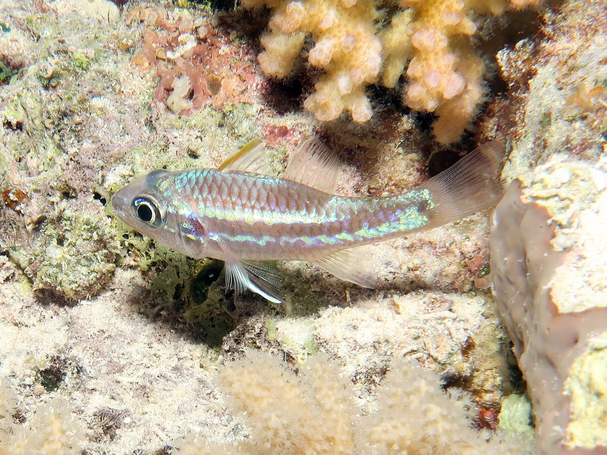 Apogonidae_Pristiapogon_exostigma_IMG_0225_2018_08_14_Abu_Dabab_3_Night