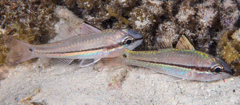 Narrowstripe Cardinalfish - Pristiapogon exostigma