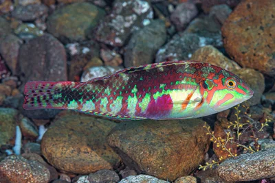 Nebulous wrasse, terminal phase - Halichoeres nebulosus