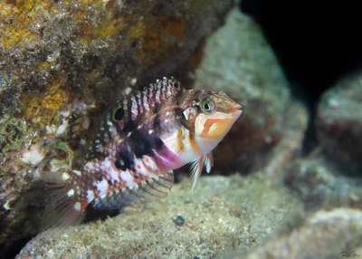 Cloud Wrasse - Halichoeres nebulosus