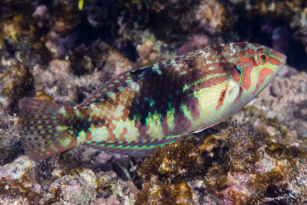 Nebulous wrasse, terminal phase - Halichoeres nebulosus