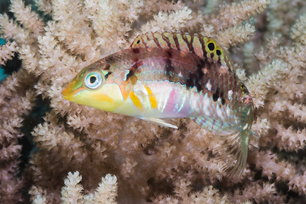Nebulous wrasse, initial phase - Halichoeres nebulosus