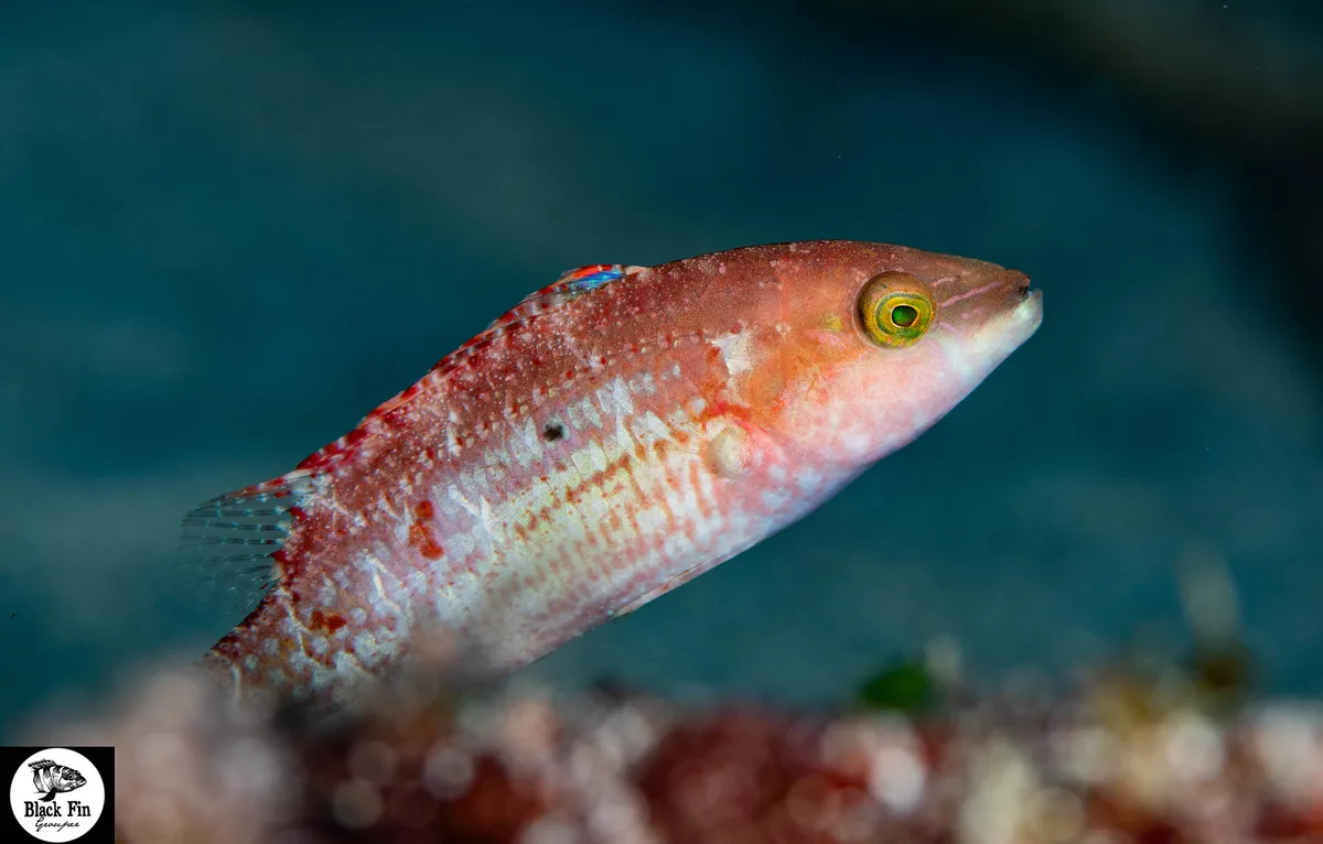 Nebulous Wrasse (Halichoeres nebulosus)