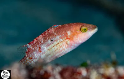 Nebulous Wrasse (Halichoeres nebulosus)