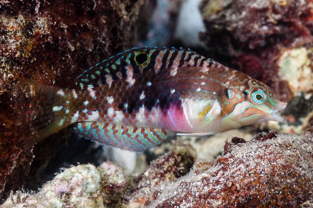 Nebulous wrasse, initial phase - Halichoeres nebulosus