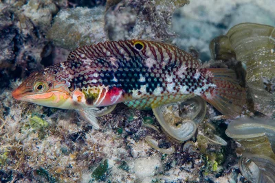 Weedy Surge wrasse, initial phase - Halichoeres margaritaceus