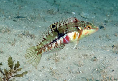 Overwintering - Cloud Wrasse juvenile, Halichoeres nebulosus #marineexplorer