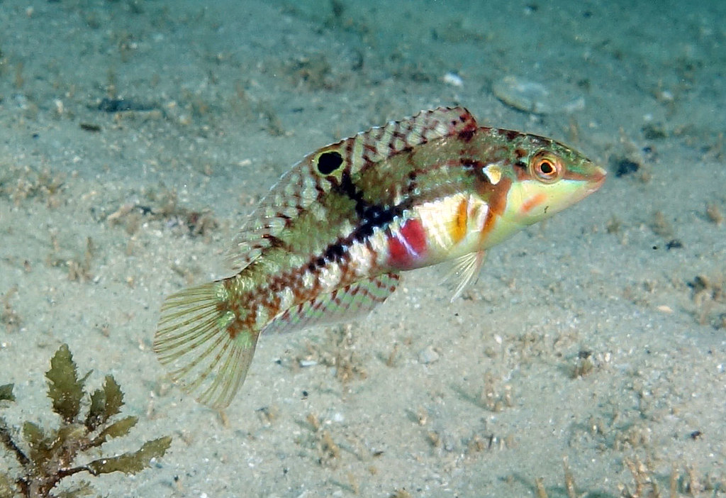 Overwintering - Cloud Wrasse juvenile, Halichoeres nebulosus #marineexplorer