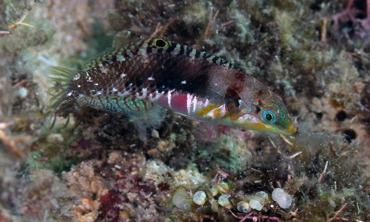 Halichoeres nebulosus 13 5209