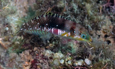 Halichoeres nebulosus 13 5209