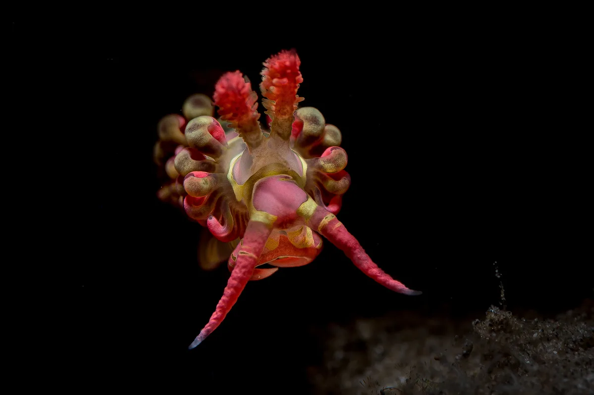 Limenandra barnosii