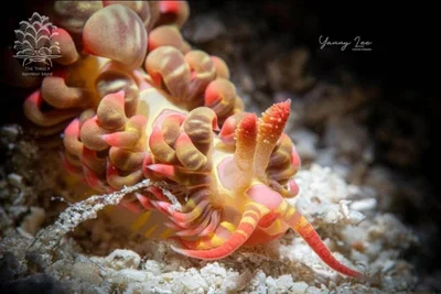 Limenandra barnosii - Romblon, PH