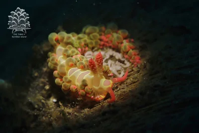 Limenandra barnosii - Romblon, PH