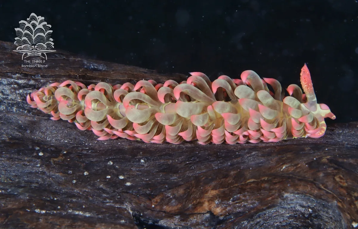 Limenandra barnosii - Romblon, PH