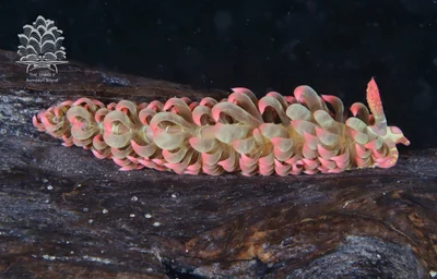 Limenandra barnosii - Romblon, PH