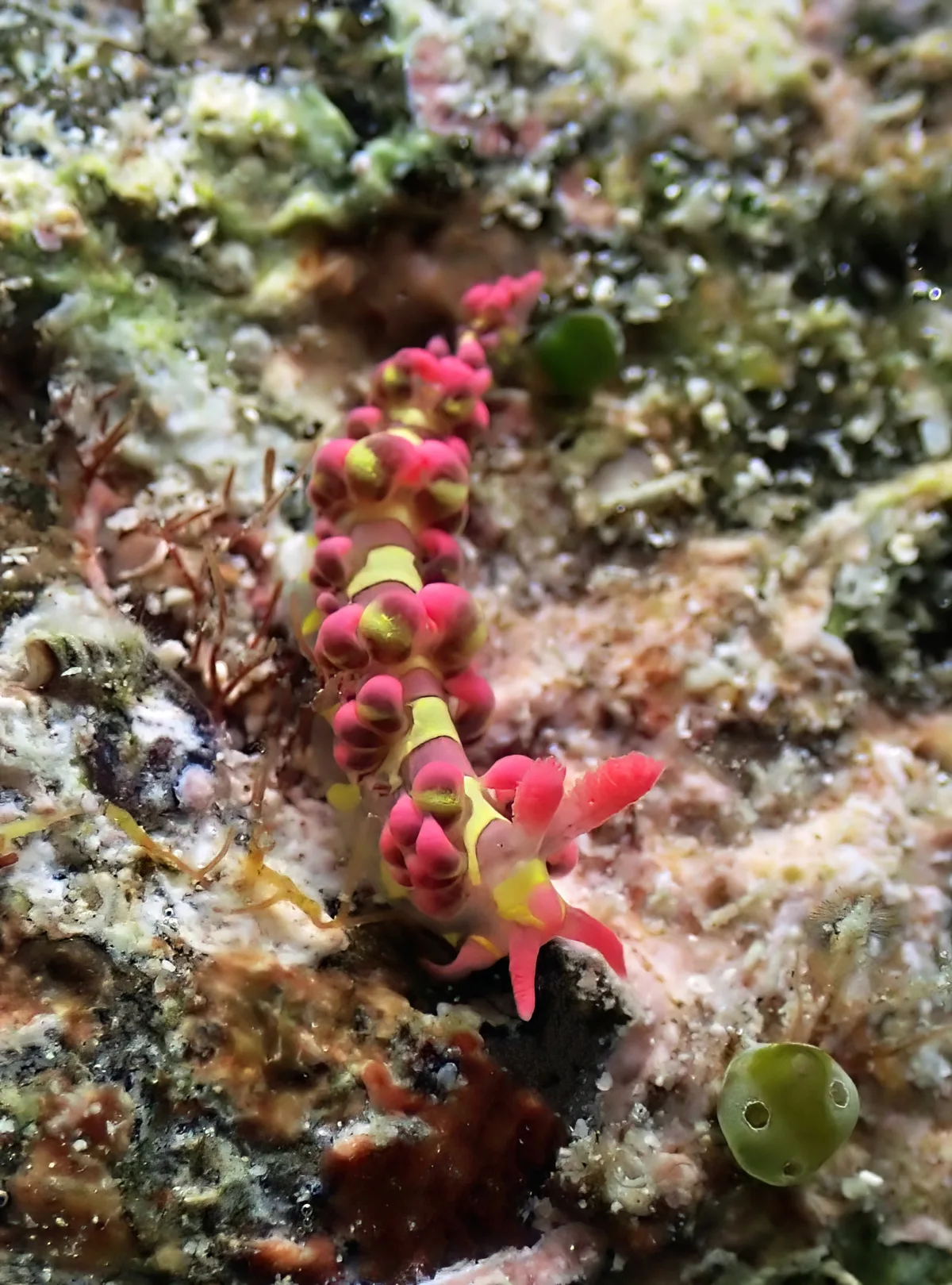 Limenandra barnosii