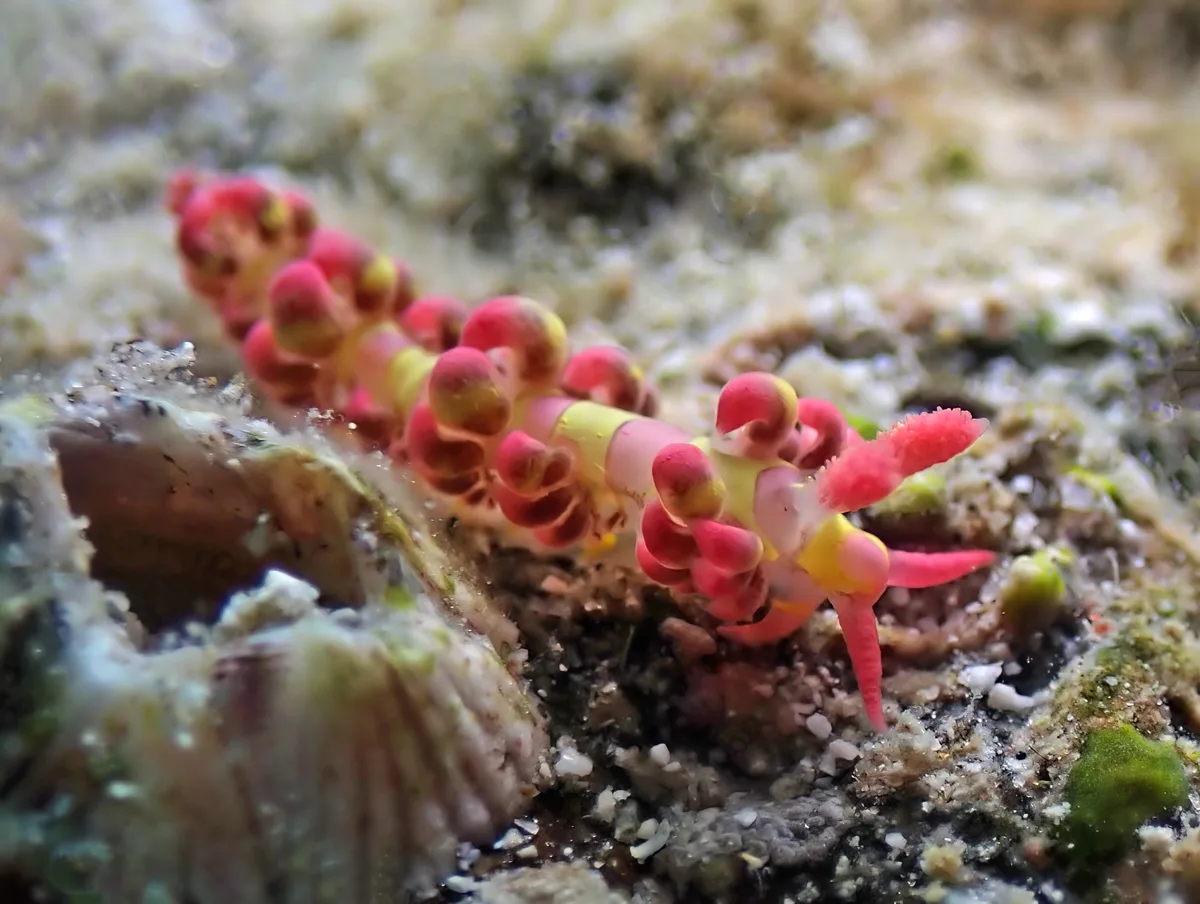Limenandra barnosii