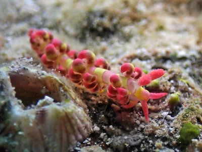 Limenandra barnosii
