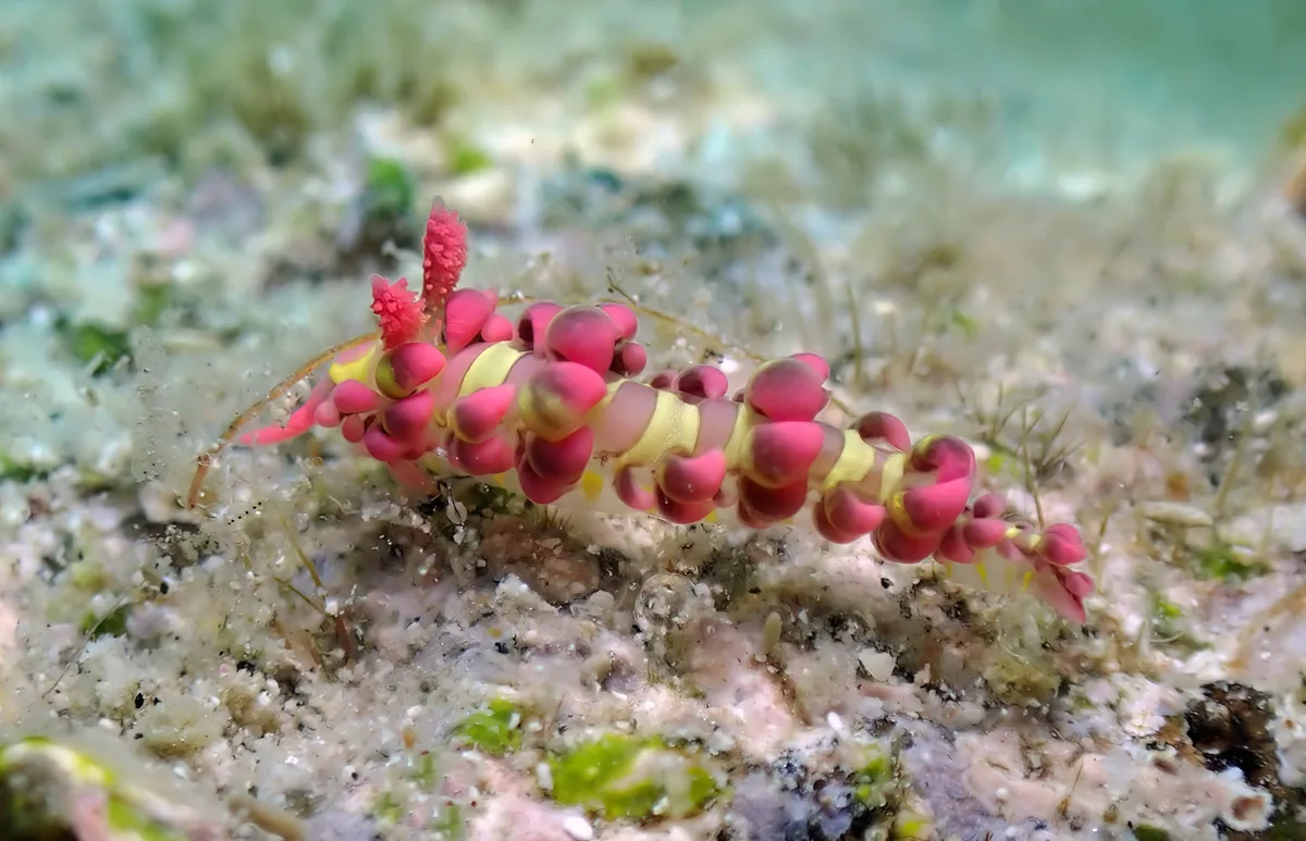 Limenandra barnosii