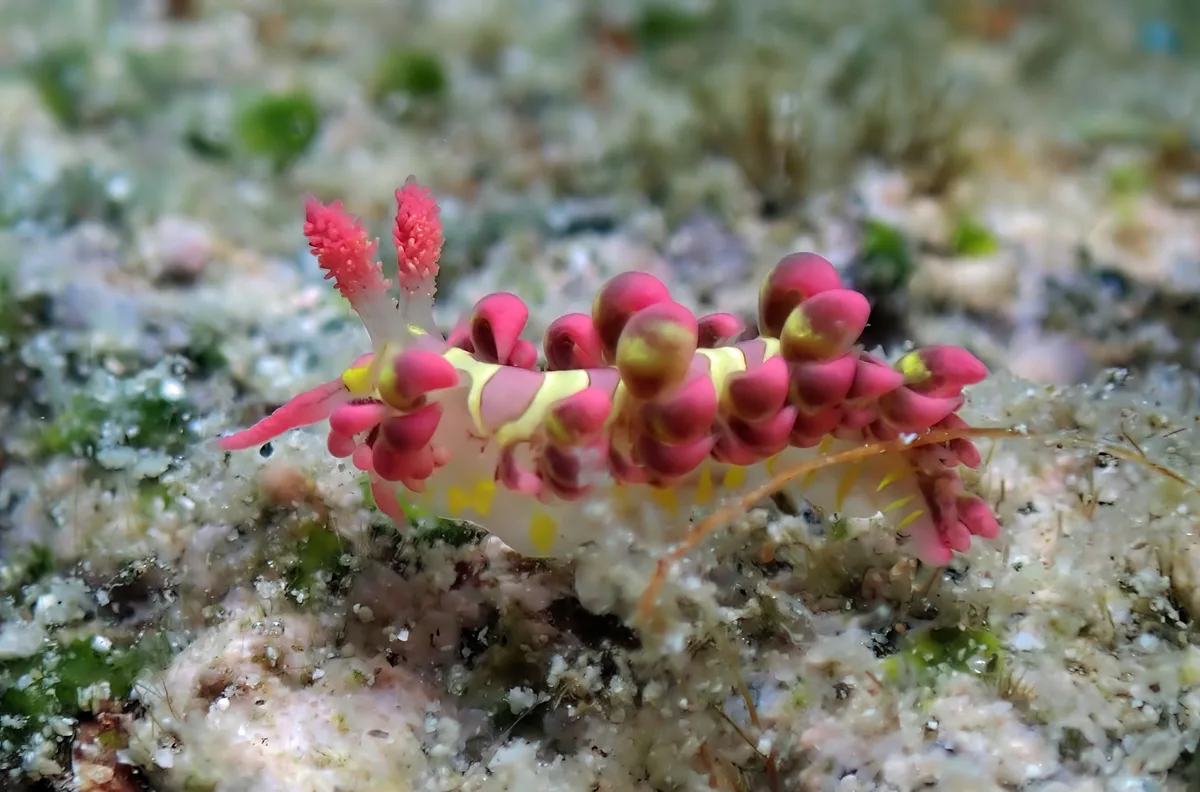Limenandra barnosii