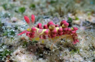 Limenandra barnosii