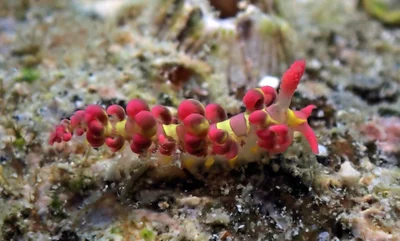 Limenandra barnosii