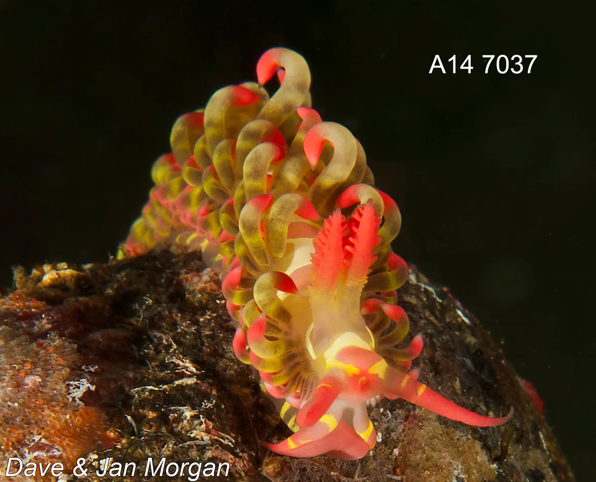 Limenandra barnosii - Matutunggil Mabini, Batangas, Philippines